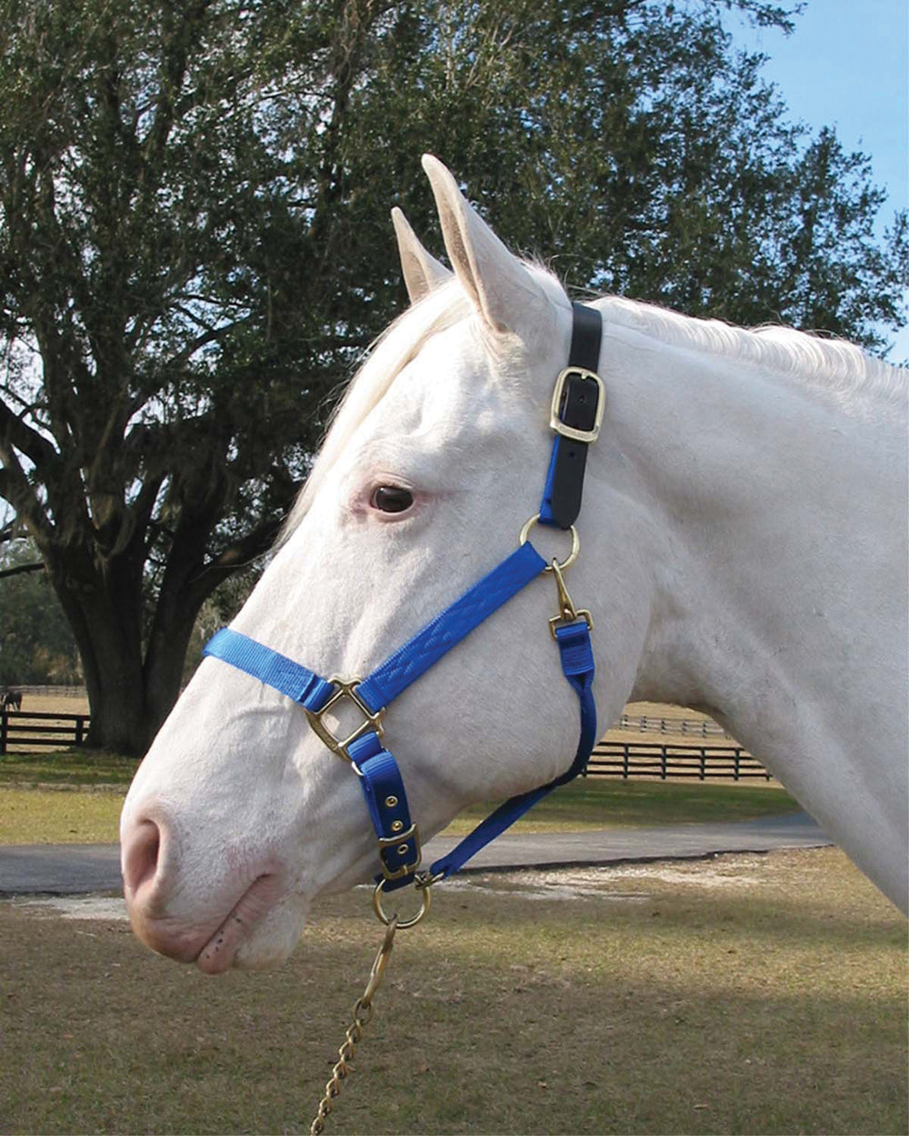 Hamilton Halter Company-Adjustable Horse Halter With Leather Headpole- Blue Average