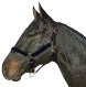 Horse And Livestock Prime-Halter Leather Crown Econ- Blue Cob