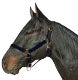 Horse And Livestock Prime-Halter Leather Crown Econ- Blue Cob