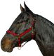 Horse And Livestock Prime-Halter Leather Crown Econ- Blue Cob