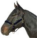 Horse And Livestock Prime-Halter Leather Crown Econ- Blue Cob