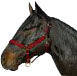 Horse And Livestock Prime-Halter Leather Crown Econ- Blue Cob