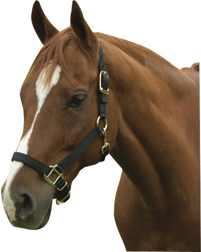 Horse And Livestock Prime-Premium Halter Chin With Snap- Navy Average